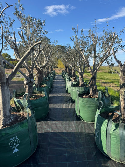 Olive Trees - 400 Litre