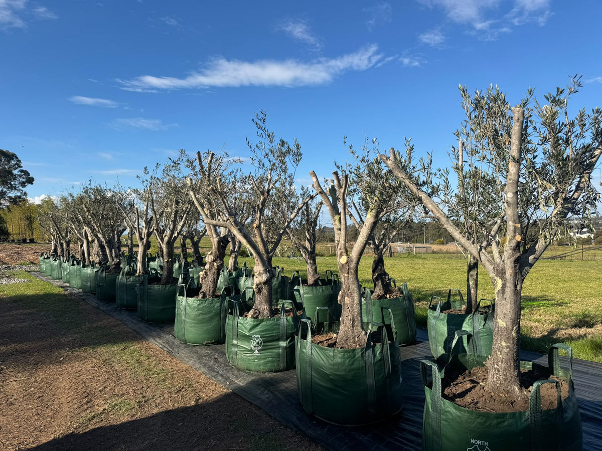 Olive Trees - 400 Litre