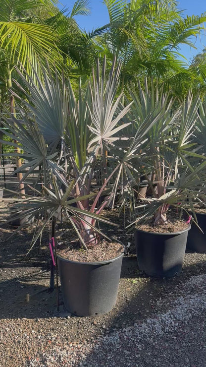 Bismark Palms - 100L Pots